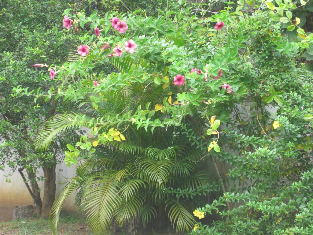 拉尼斯住宿加早餐旅馆 坦加拉 外观 照片